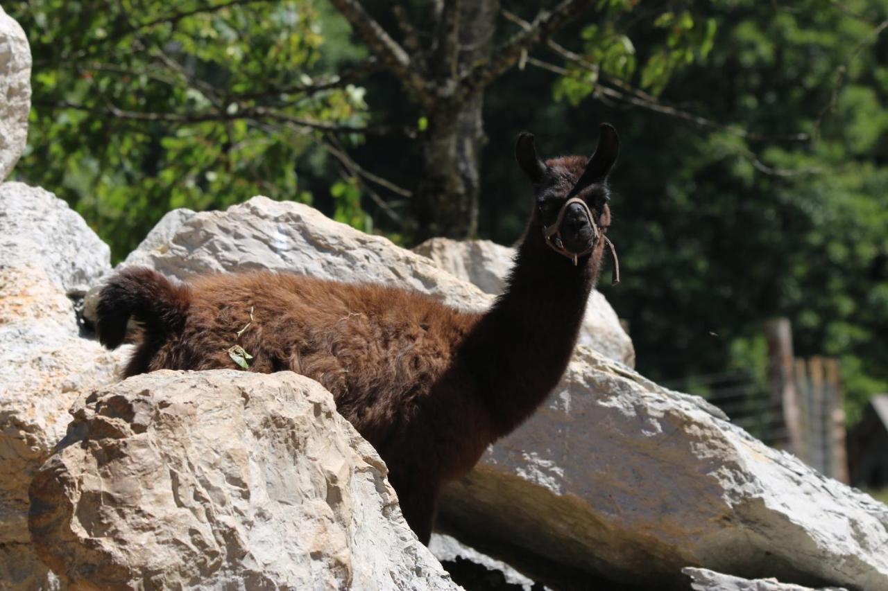 Parc animalier du Hérisson Villa Doucier Exterior foto