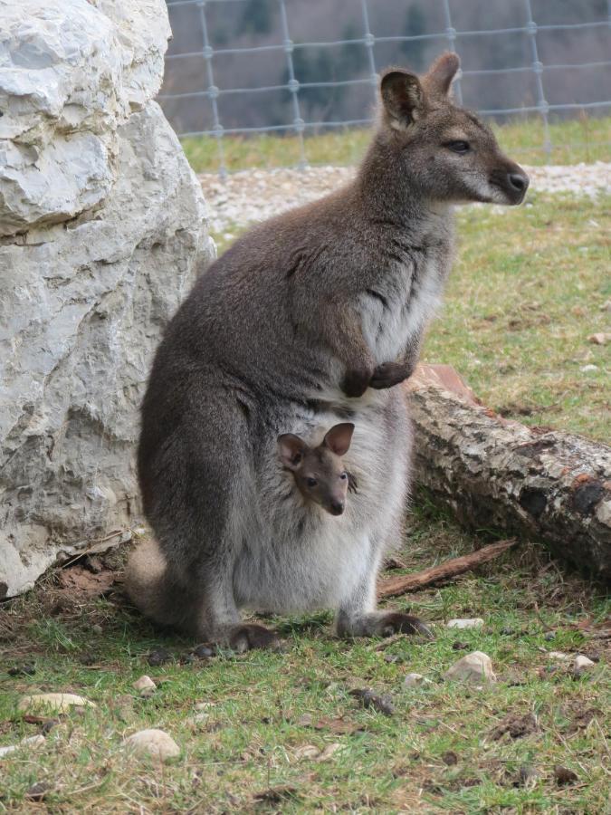 Parc animalier du Hérisson Villa Doucier Exterior foto